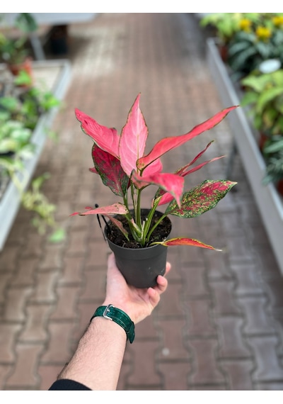 Aglaonema 'Cherry Baby' (Çin Herdemyeşili) Ø12 CM Y25-30 CM