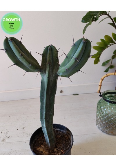 Blue Myrtle İki Kollu Kaktüs 1 Adet