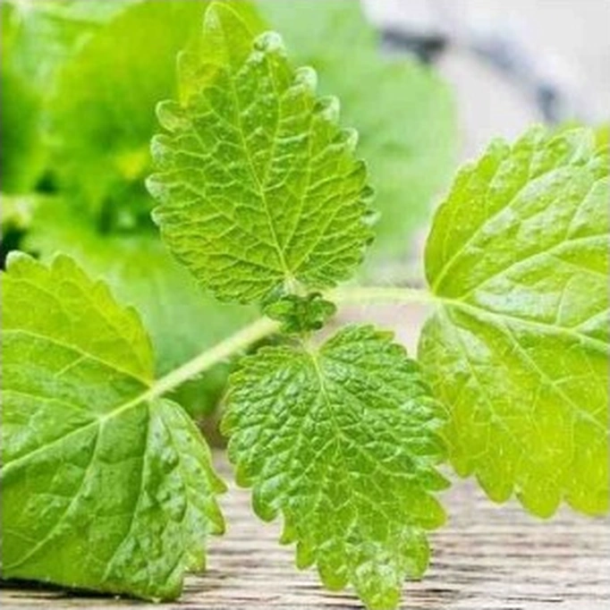 2 Adet Limon Otu Melisa Çiçeği Fidanı 10-20 Cm