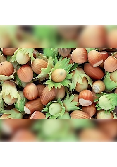 Giresun Yabanisi Fındık Fidanı 70 İle 120 CM Arası 5 Adet