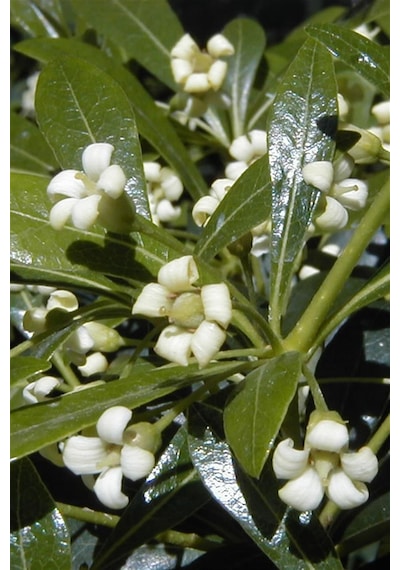 Yıldız Çalısı | Pittosporum