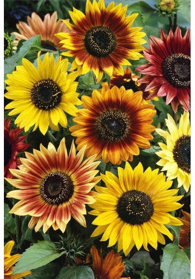 Ayçiçek Tohumu Autumn Beauty Pastel Renkler Helianthus Annuus