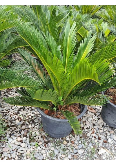 Japon Sago Palmiyesi Sikas 1 Adet Saksılı 55-80cm Cycas