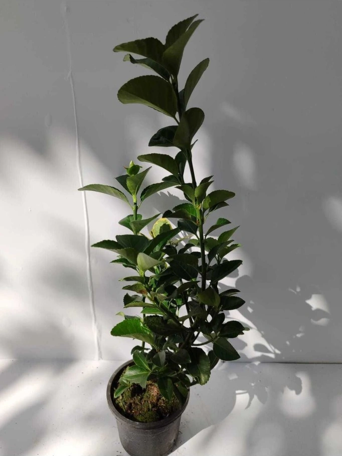 Yeşil Taflan Fidanı 10-20 Cm