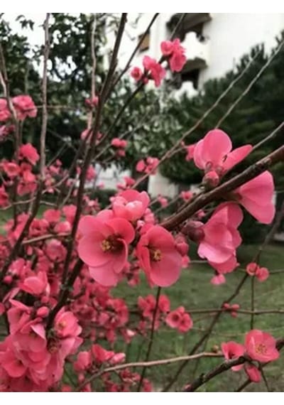 Videolu Pembe Bahar Dalı Çiçeği Fidanı 40-60 Cm Saksılı Çiçekli Bodur Spring Branch Flower