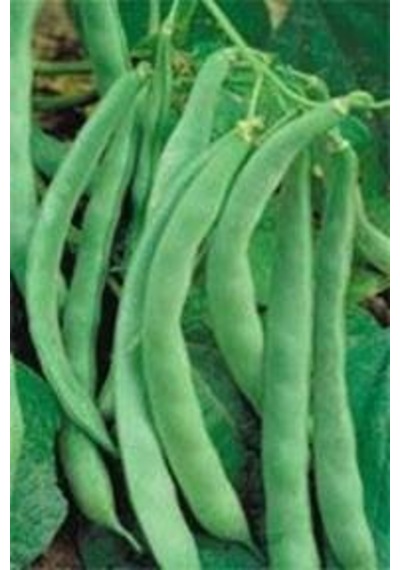 Gina Oturak Fasulye Tohumu 100 GR N114581