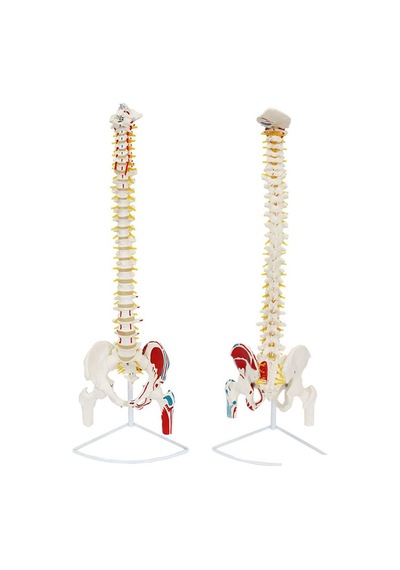 Femur Eklemli Omurga Iskeleti 85 Cm Yarım Kas. Omurlik Sinir Mod