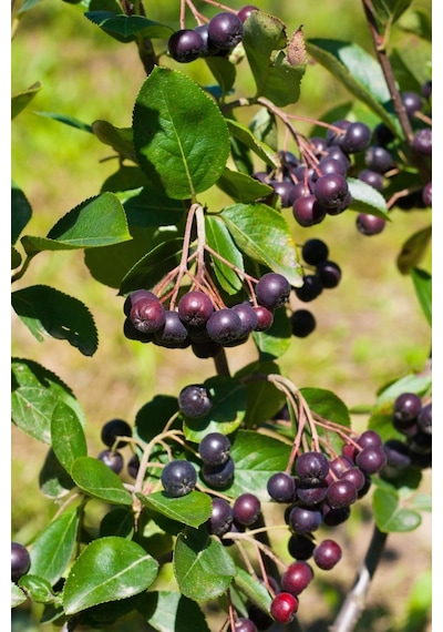 Aronia Aronya Ağacı Meyveli Fidanı Tüplü