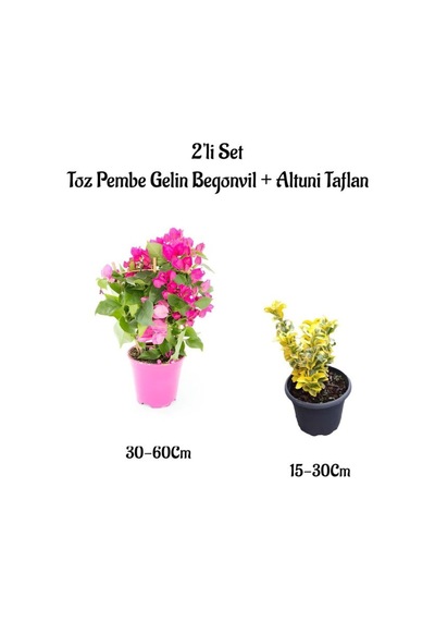 Toz Pembe Gelin Begonvil Çiçeği+ Altuni Taflan Çit Bitkisi Saksılı Bahçe Bitkisi