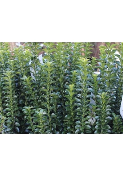 Sütun Taflan Green Rocket 15-20 Cm Saksılı