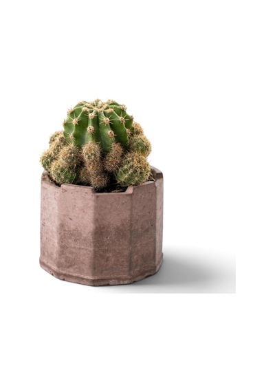 Tr Zevli Ateliera El Yapımı Beton Saksı + Canlı Sukulent & Kaktüs Koleksiyonu Kızıl Toprak, Geo, Echinopsis O