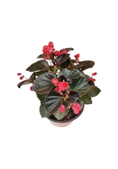 Şeker Begonyası Fidanı 10-20 Cm Kırmızı