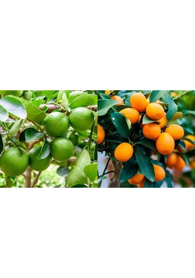 Tüplü Aşılı Lime Misket Limon+ Kamkat Fidanı 2 Yaş 2Li Paket
