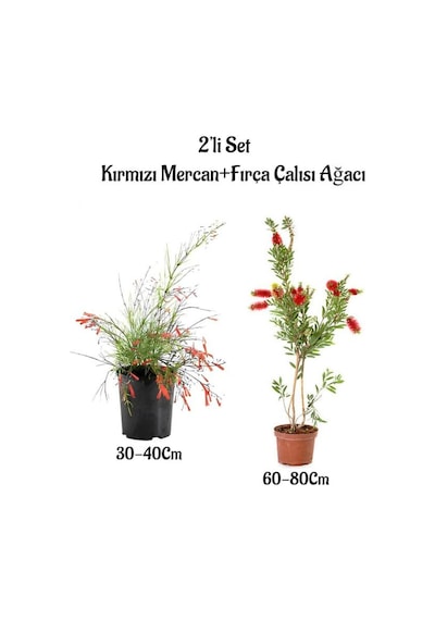 Kırmızı Renk Mercan Çiçeği Fidanı+fırça Çalısı Ağacı Fidanı 2'li Set Bahçe Bitkisi