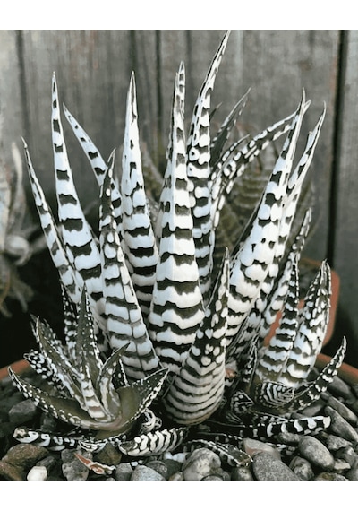 Haworthia Attenuata Albino 20 Adet