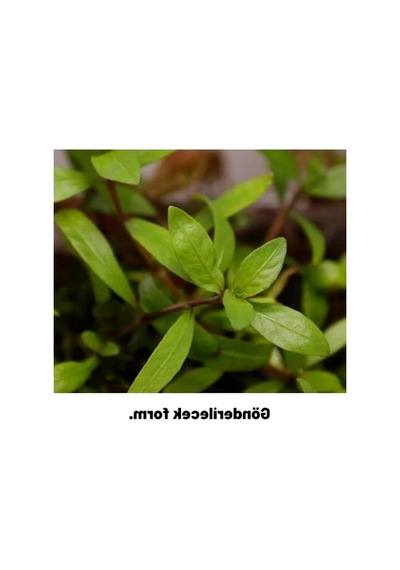 Kolay Akvaryum Zemin Bitkisi - Canlı Hygrophila Polysperma Rosanervig