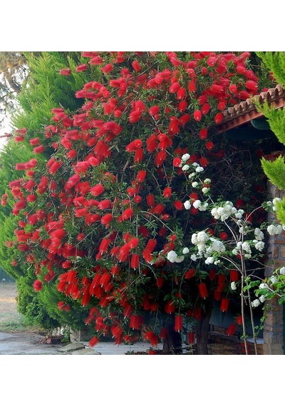 2 Adet Callistemon   Leavis Fırça Çalısı Fidanı. 40-60 Cm.