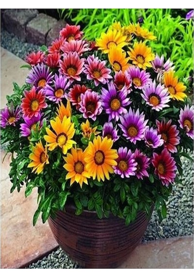Thebestonline Karışık Renk 10 Adet Gazanya Koyun Gözü Çiçeği Fidanı 20-40cm Saksılı Gazania