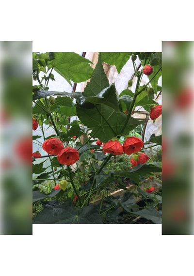 Japon Gülü Chinese Rose / Hibiscus 70 - 120 Cm Tüplü