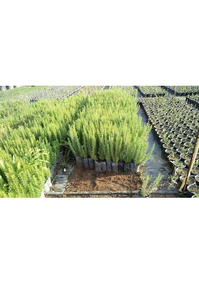 20 Adet Biberiye Fidanı Rosmanirus Officinalis Dahil