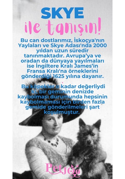 Petjoo 6.Skye Pembe-Mavi Qr'lı Köpek Künyesi