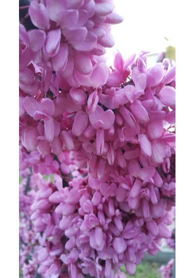 Pembe Çiçekli Erguvan Fidanı Cercis Siliquastrum - 1-2 Yaşında,