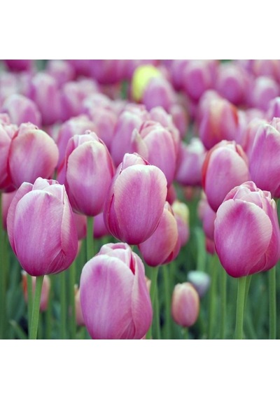 Holland Beauty Lale Soğanı 5  Adet