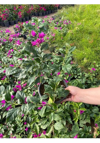 Canlı Dolgun Formlu Mor Renk Begonvil Çiçeği 40-60cm Purple Bougainvillea