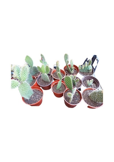 Opuntia Dikenli Hint Inciri Kaktüsü