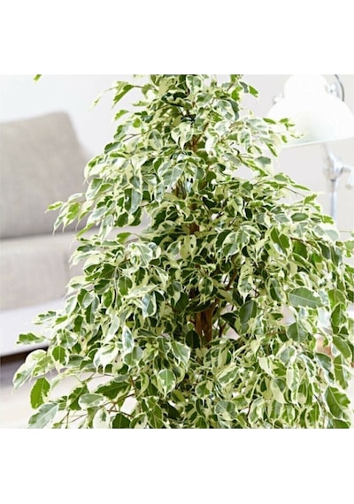 Videolu Alacalı Benjamin Bitkisi 1 Adet Saksılı/tüplü 60-90cm Ofis Bitkisi Ficus Starlightt