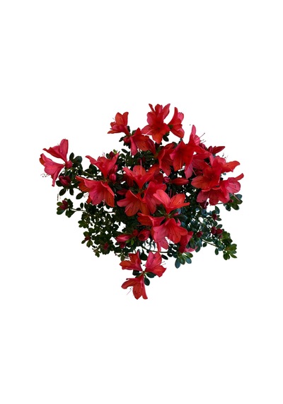 Rhododendron Indicum 'red' Açelya Çiçeği