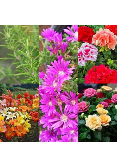 Videolu Renkli 5 Çeşit 5 Adet Kabristan Çiçek Seti 40-80cm Saksılı Chrysanthemum