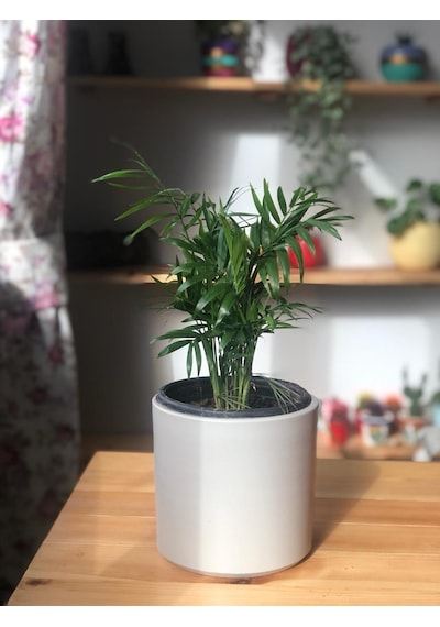Dağ Palmiyesi - Chamaedorea Elegans - 25cm 6299