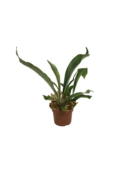 Platycerium Bifurcatum (Geyik Boynuzu) Ø12 CM Y25-30 CM
