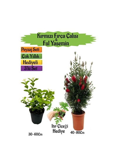 Kırmızı Fırça Çalısı+kokulu Ful Yasemin+ıtır Çiçeği Hediyeli Peyzaj Seti
