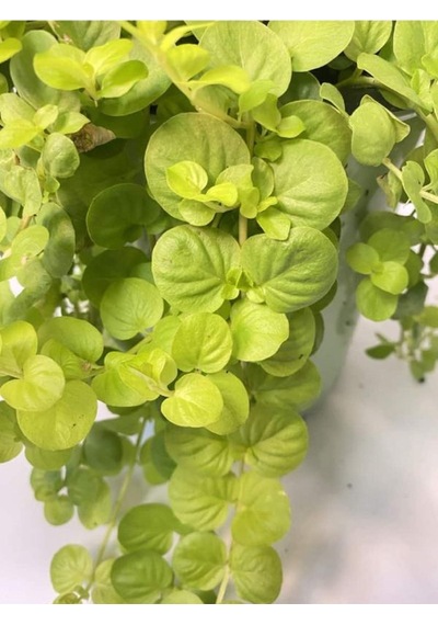Sarı Çiçekli Altın Kolye Sarı Kız Çiçeği 30-40cm 1 Adet Saksılı Lysimachia Nummulari