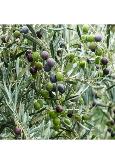 Saksıda 3 Yaş Arbequeinea İspanyol Zeytin Fidanı
