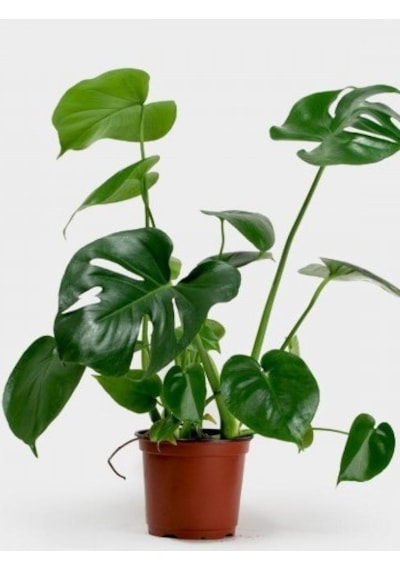 Deve Tabanı-monstera Deliciosa 40-60 Cm