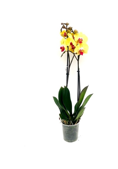 Phalaenopsis Orkide , Çift Dallı Orkide 60-80cm Arası Boyunda, Koyu Sarı - 48358573