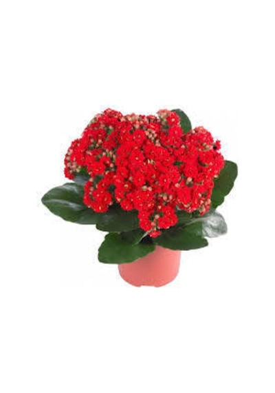 Kalanşo Çiçeği Kalanchoe Çiçeği Bitki Ev Ofis Bitkisi Kırmızı 20-25 Cm