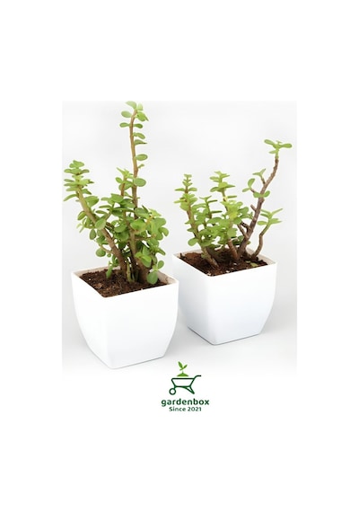 Yeşim Para Çiçeği 2 Adet Dekoratif Canlı Bitki 10-15cm Crassula