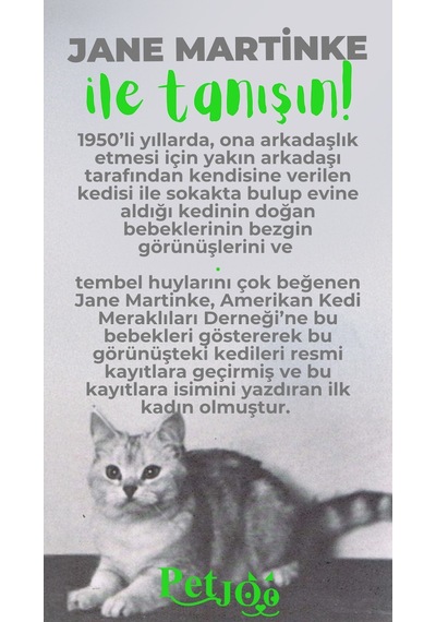 Petjoo 5.Jane Martinke Yeşil-Gri Qr'lı Kedi Künyesi