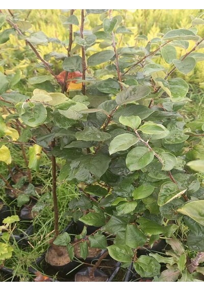 Eşme Aromatik Ayva Fidanı Aşılı Bol Verimli Soğuğa Dayanıklı 70- 90 Cm