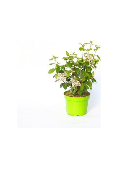 Viburnum Tinus - Yaprak Dökmeyen Kartopu Yeşil Saksıda