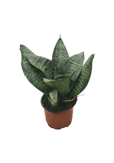 Sansevieria Zeylanica Paşa Kılıcı Ø10,5 Cm H15-20 Cm