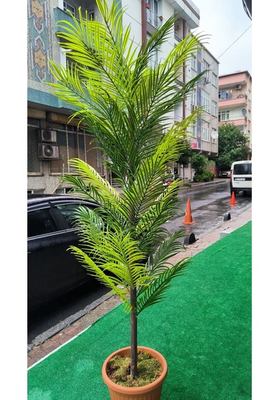 Rüzgar Yapay Çiçekçilik Areka Palmiyesi 150 Cm Yesil