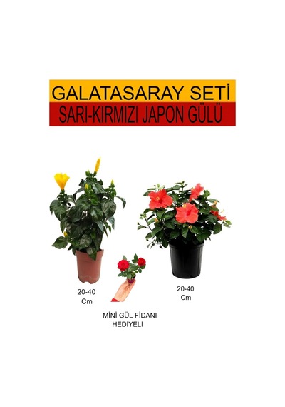2'li Takım Seti Sarı-kırmızı Japon Gülü+hediyelik Kırmızı Gül Fidanı