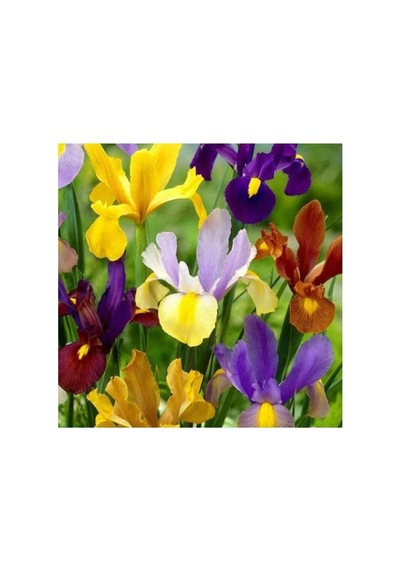 Golden Beauty Iris Süsen Soğanı - 10 Adet