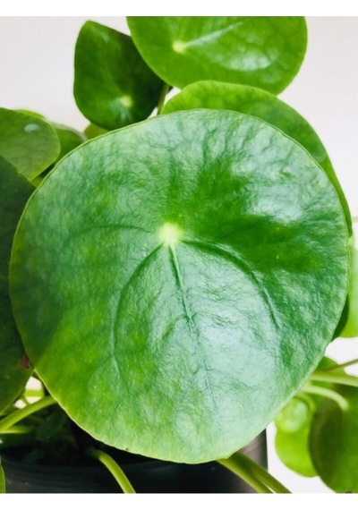 Çin Pilea Peperomioides Çin Para Ağacı - Ev Ofis Salon Iç Mekan Bitkisi
