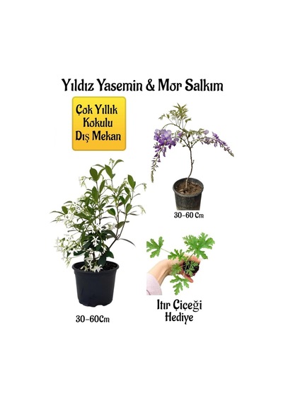 Kokulu Yıldız Yasemin Çiçeği+mor Salkım Ağacı Fidanı Itır Çiçeği Peyzaj Seti